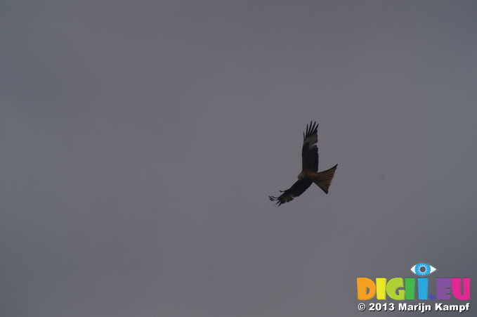 D7D00445 Red Kite (Milvus milvus) with wings spread